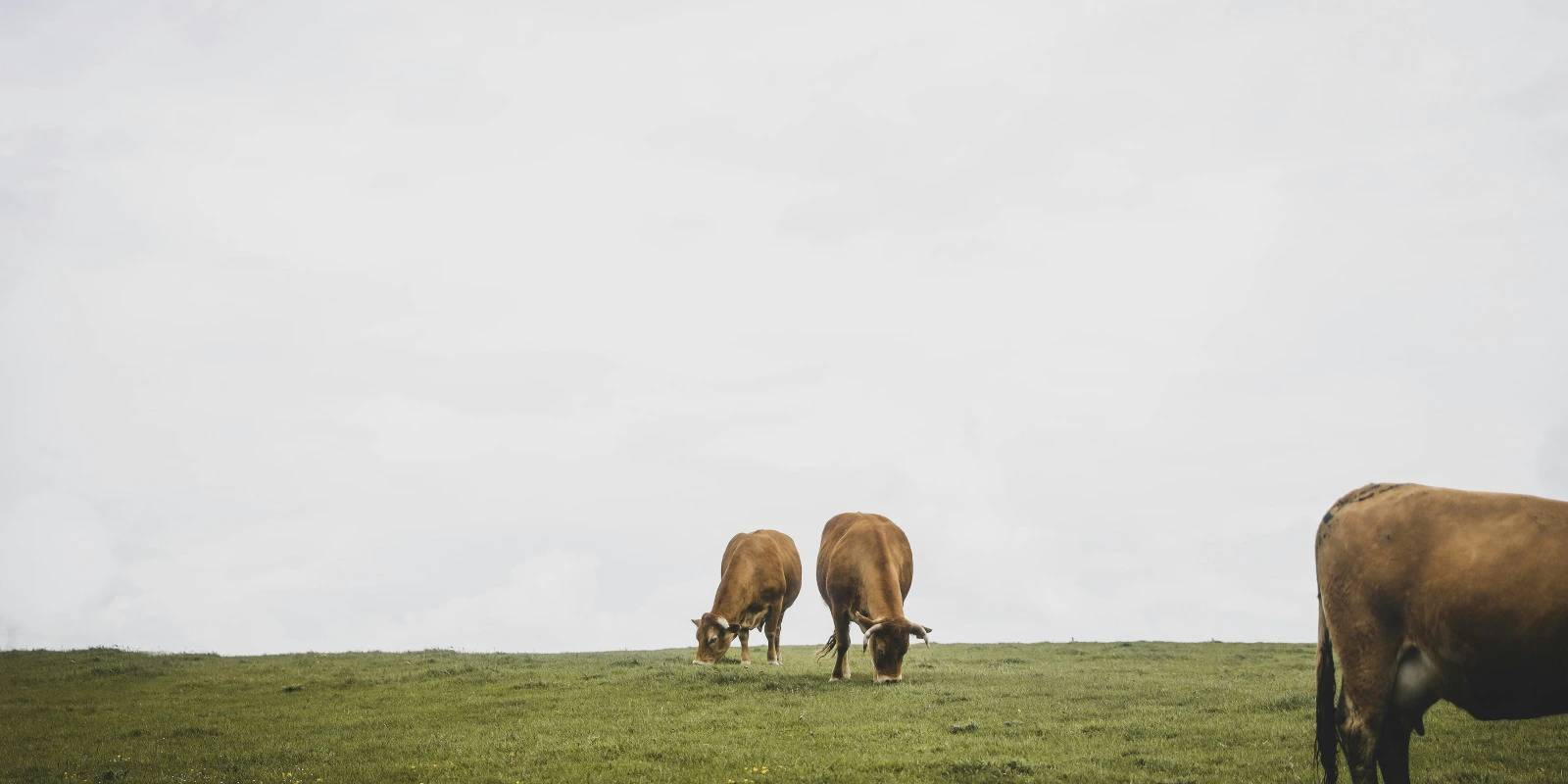 Débouché Licence Science Politique : Carrière