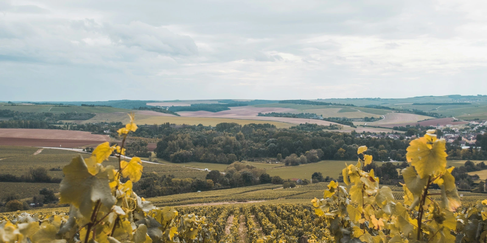 Études en Sciences Politiques : Définition Études en Sciences Politiques : Définition